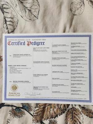 Dame pedigree Dame pedigree
