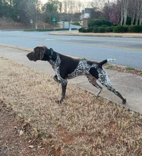 Gorgeous dogs with great abilities and great temperament! Gorgeous dogs with great abilities and great temperament!