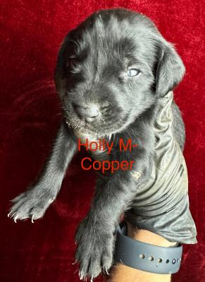 Copper- Solid Black - Male Copper- Solid Black - Male