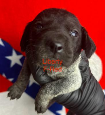 Roxie- Black Roan - Female Roxie- Black Roan - Female
