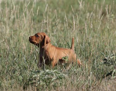 Male pup Male pup