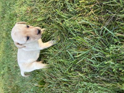 Ready for new home October 18. Will be given distemper and dewormer shots. Ready for new home October 18. Will be given distemper and dewormer shots.