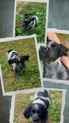 Puppy pictures Puppy pictures