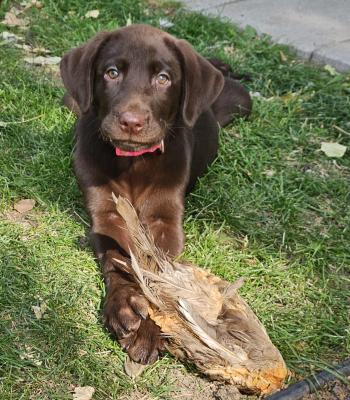 Hot Pink Collar Female. She is going to be a phenomenal hunter!! Retrieving consistently, smart, driven. Hot Pink Collar Female. She is going to be a phenomenal hunter!! Retrieving consistently, smart, driven.
