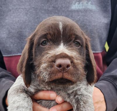 Male, 6 weeks old. Ready to go home October 17th. Both parents hunt and are akc registered and ofa hip and elbow certified. The puppy had his first vet check and got his first shot and wormed. 