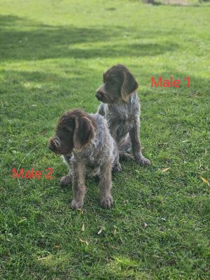 Both males available Both males available