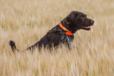 Outback's Towser AUGUSTUS still going strong at 10 years old Outback's Towser AUGUSTUS still going strong at 10 years old