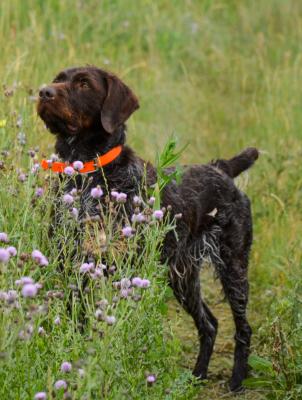 AKC Champion lines. AKC Champion lines.