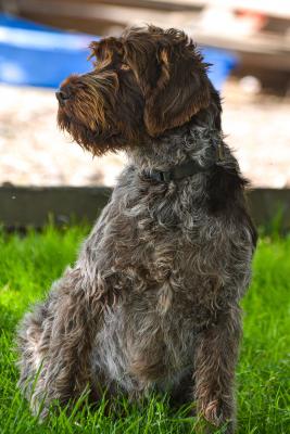 AKC Champion lines and Hall of Fame dogs in her pedigree SWIFT AKC Champion lines and Hall of Fame dogs in her pedigree SWIFT