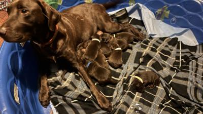 Puppies 1 week old. Puppies 1 week old.