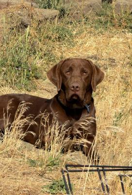 Buck the Sire Buck the Sire