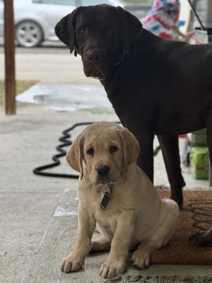 Buck the Sire with a son from another litter Buck the Sire with a son from another litter