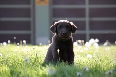 A cute 5 week puppy from a previous litter A cute 5 week puppy from a previous litter