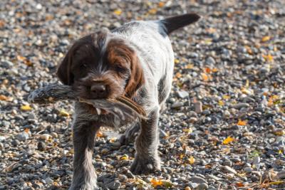Retrieving o hand at 7 weeks old Retrieving o hand at 7 weeks old