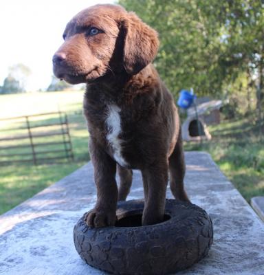 9 wks female 800 9 wks female 800