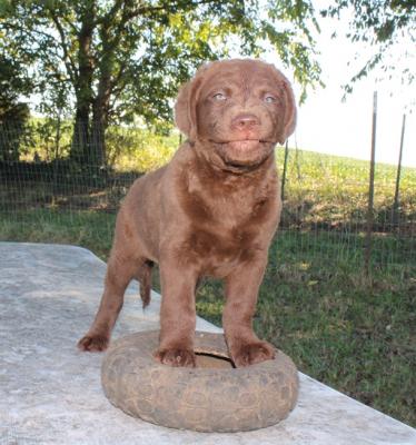 9 wks female 900 9 wks female 900
