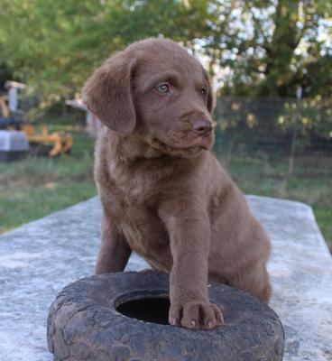 9 wks female 900 9 wks female 900