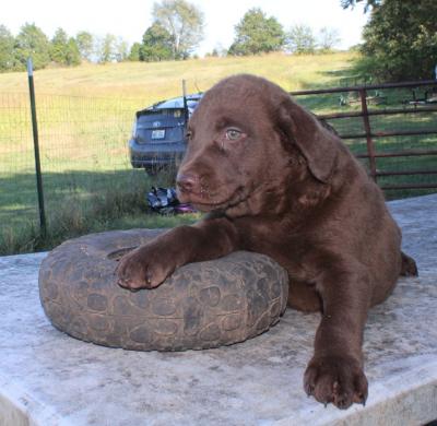8 wks female 900 8 wks female 900