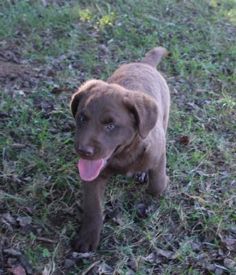 9 wks female 900 9 wks female 900
