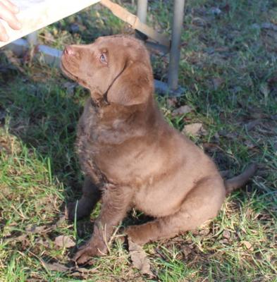 9 wks female 900 9 wks female 900
