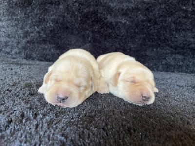 Males pictured at 10 days of age! Males pictured at 10 days of age!