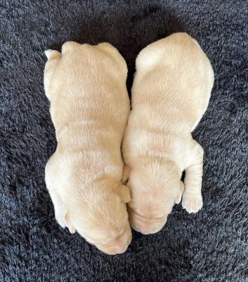 Males pictured at 10 days of age! Males pictured at 10 days of age!