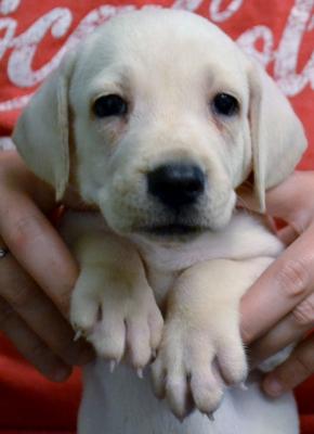 Tattooed C252, Yellow male, born 08/13/25 $550.00 Tattooed C252, Yellow male, born 08/13/25 $550.00