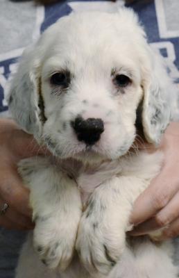 #O25F5 White, Black, & Ticked Female $1600.00 #O25F5 White, Black, & Ticked Female $1600.00