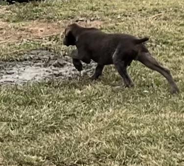 Gsp male liver roan Gsp male liver roan