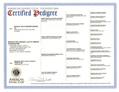 Nugget's AKC Pedigree Nugget's AKC Pedigree