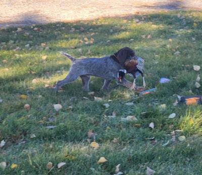 DUKE taking to packing a pheasant with ease! No fear attitude and independent. DUKE taking to packing a pheasant with ease! No fear attitude and independent.
