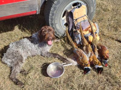 Valley View's Blissful Serenity "Lucy" after morning hunt. Dam for litter coming up. Valley View's Blissful Serenity "Lucy" after morning hunt. Dam for litter coming up.