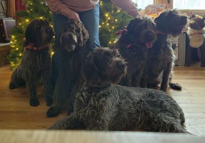 Our Griffon's are like our Children in our home Our Griffon's are like our Children in our home