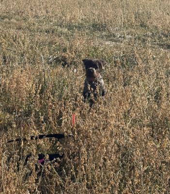 On point with pigeon in launcher. No fear of being shot over. On point with pigeon in launcher. No fear of being shot over.