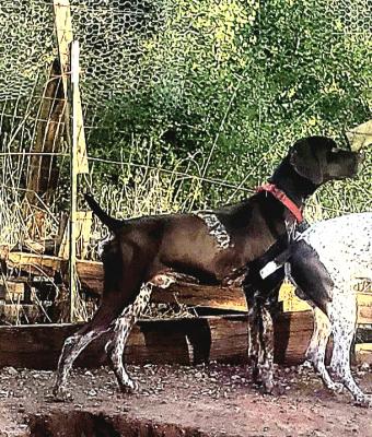 Our AMAZING Stud and Father of the litter!
LOKI MOESGAARD WESTWIND VON BEAUCHENE! Our AMAZING Stud and Father of the litter!
LOKI MOESGAARD WESTWIND VON BEAUCHENE!