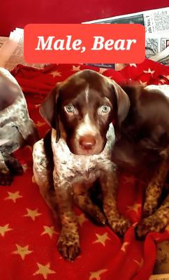 Male. Meet Bear! Male. Meet Bear!