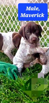 Male. Maverick Male. Maverick