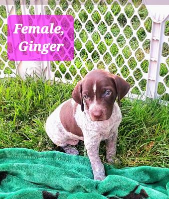 Female, Ginger Female, Ginger
