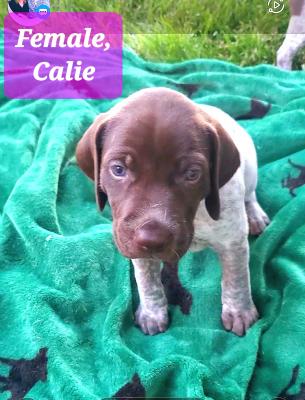 Female, Cali Female, Cali