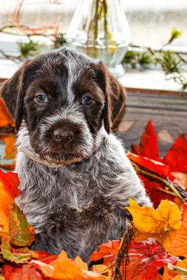 Goose has a tight coat that should be harsh and clear Goose has a tight coat that should be harsh and clear