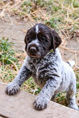 Yellowstone is a gorgeous, gregarious, with some nice instincts Yellowstone is a gorgeous, gregarious, with some nice instincts