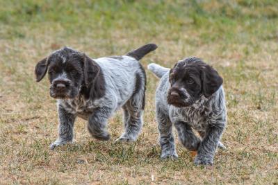 Black Jack and WHite Horse pick outs happen at pick up. DEC 19th 4th and 5th pick still available Black Jack and WHite Horse pick outs happen at pick up. DEC 19th 4th and 5th pick still available