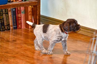 Brown Bear should have a tighter harsh coat. Brown Bear should have a tighter harsh coat.