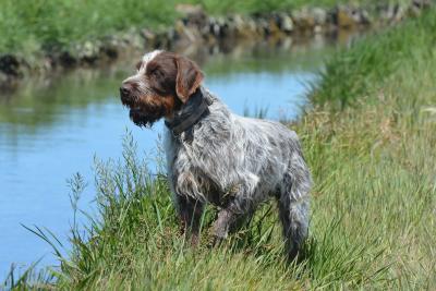 Bandit We only raise Birddogs here. Bandit We only raise Birddogs here.