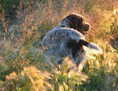 These puppies have all the geneics tpo be companion and great hunters These puppies have all the geneics tpo be companion and great hunters