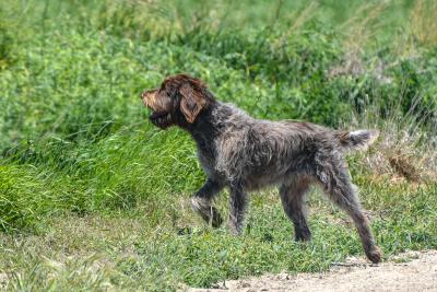 Chapel Hill Lines, AKC Champions Chapel Hill Lines, AKC Champions