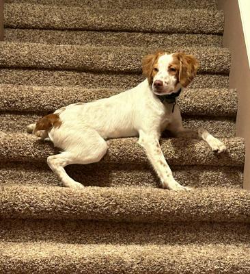 Turkey Creek True Grit O'Dee Coopers Ozark SiSu Turkey Creek True Grit O'Dee Coopers Ozark SiSu