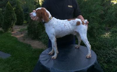 Turkey Creek O Dee Coopers Ozark Traveler Ned (At Stud) Turkey Creek O Dee Coopers Ozark Traveler Ned (At Stud)