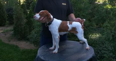 Turkey Creek O Dee True Grits Ned Peppers Mattie Turkey Creek O Dee True Grits Ned Peppers Mattie