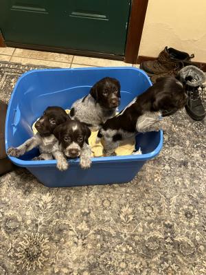 MALES 2-9-26 MALES 2-9-26